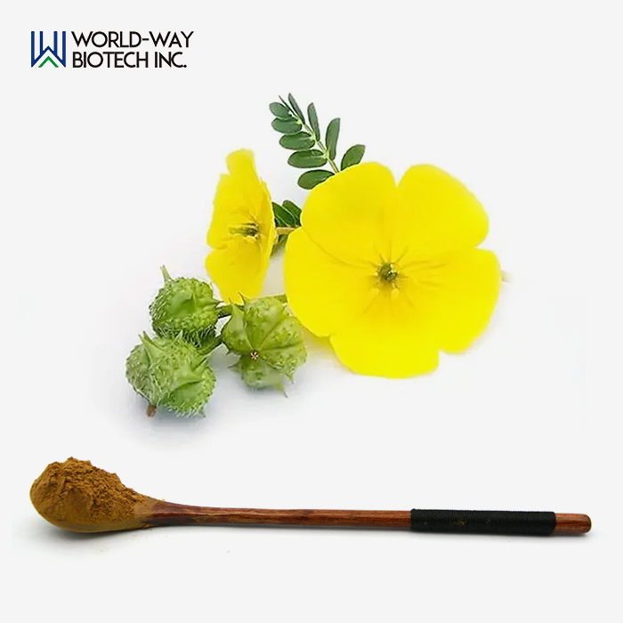 Tribulus Terrestris Extract Powder